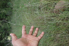 Arundinella setosa var. setosa